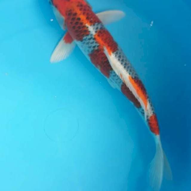 kujaku 30 cm cut kering pipi