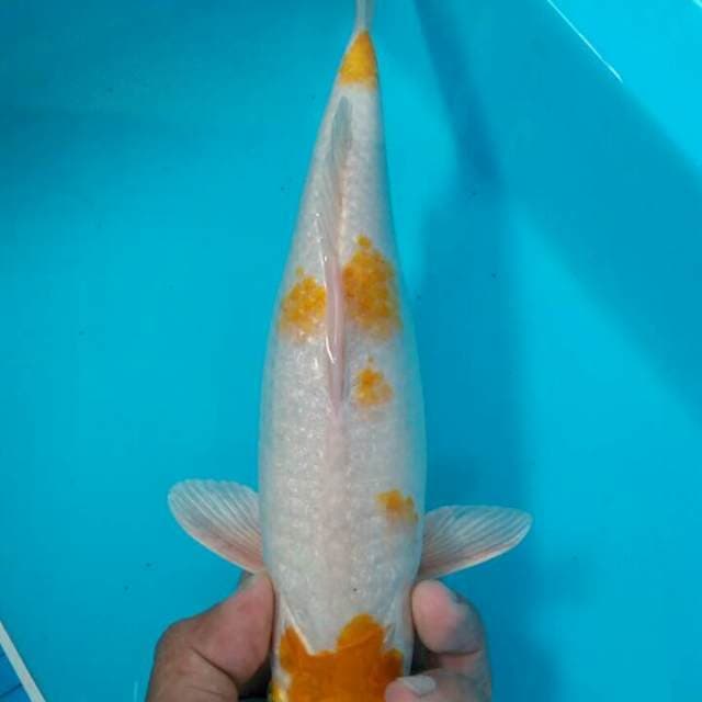 Hariwake