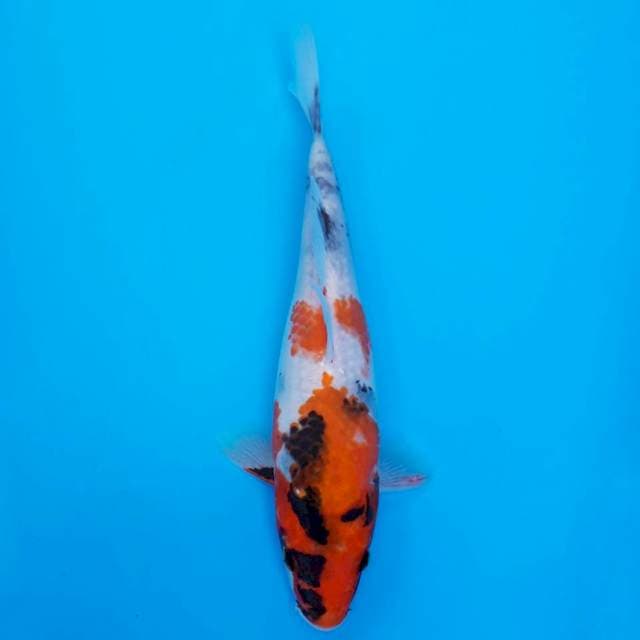 showa sanshoku 22cm