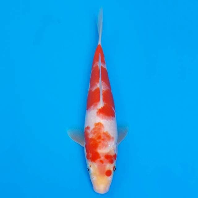 kohaku 25cm
