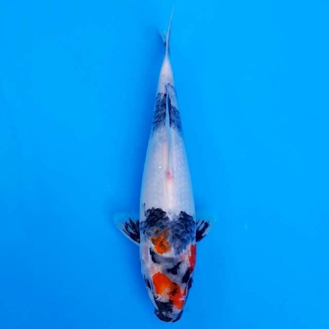 tancho showa 25cm
