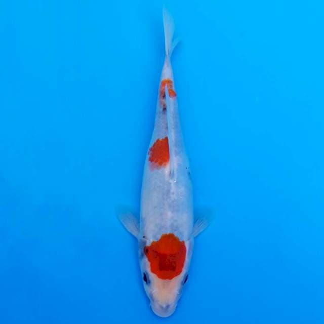maruten showa 23cm