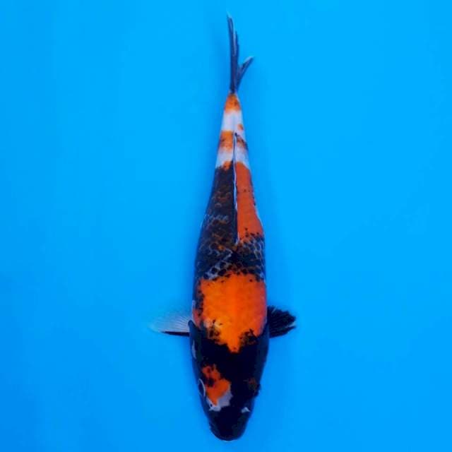 showa sanshoku 25cm