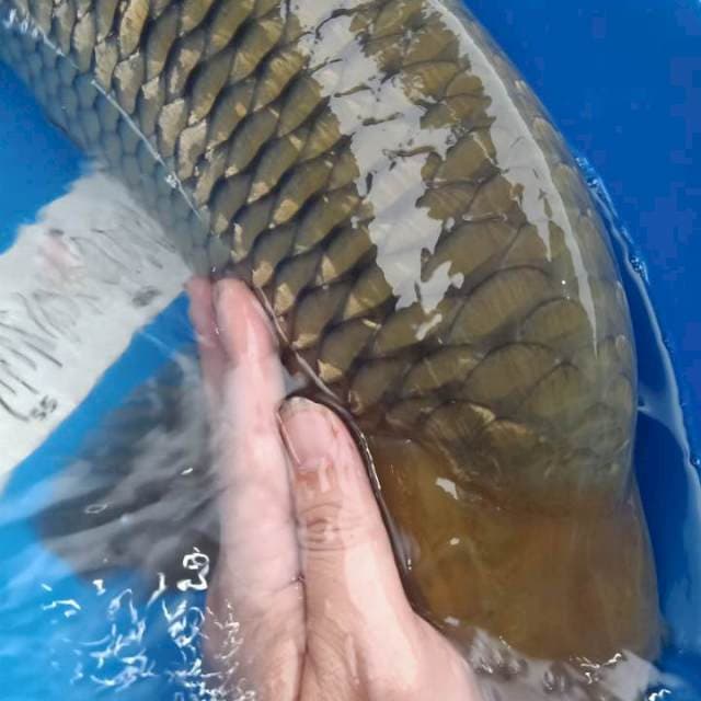 Soragoi ginrin jantan 64 cm