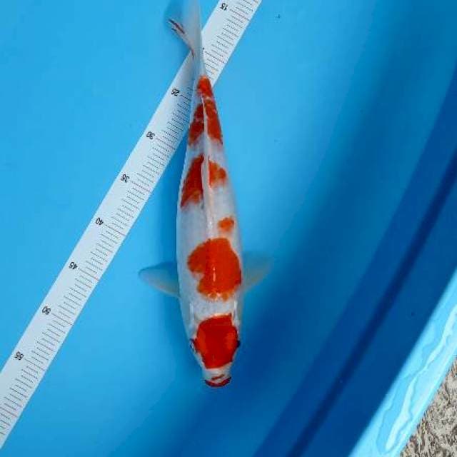 Kohaku