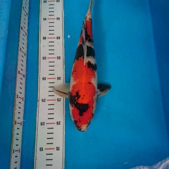 Showa 33cm