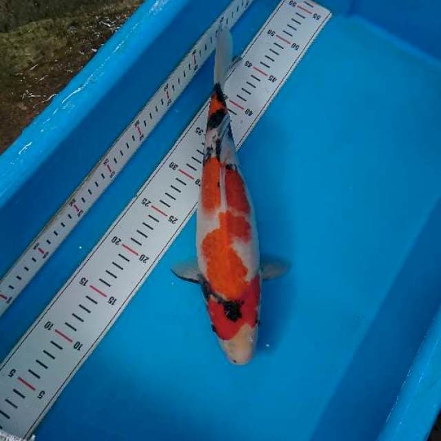 Showa 33cm