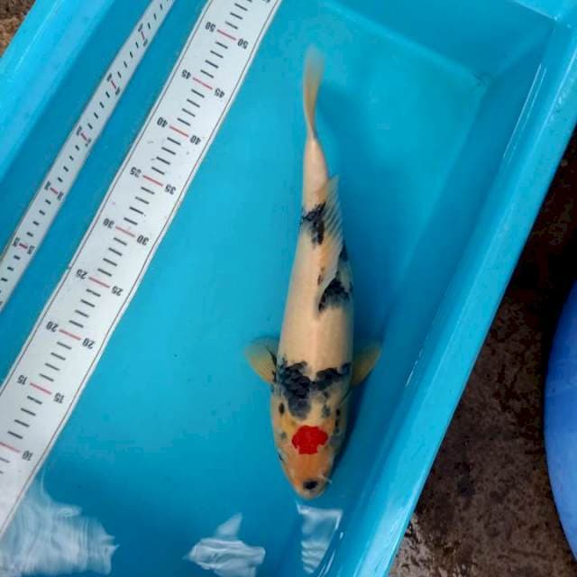 Tancho Showa 36cm