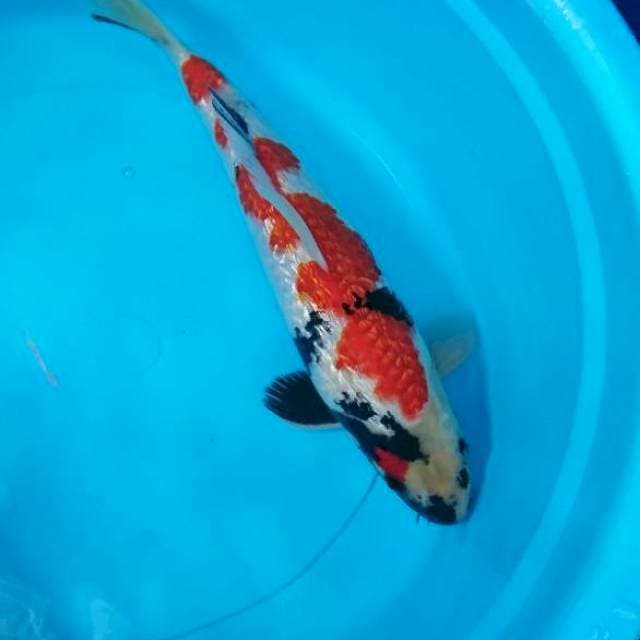 Kindai Showa Gindrin Inazuma SQ 32cm