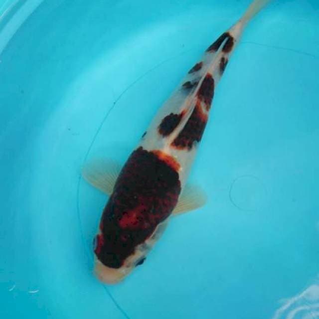 Budho Goromo 28cm
