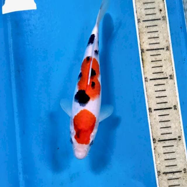 Sanke, 25 cm