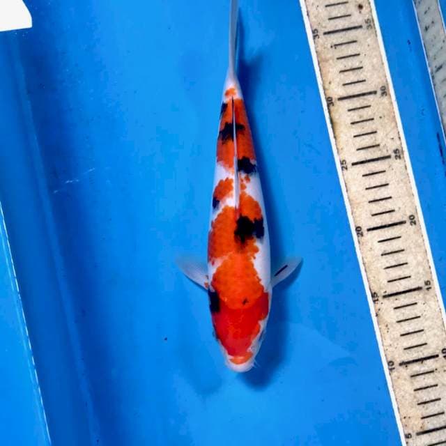 Sanke, male 26 cm