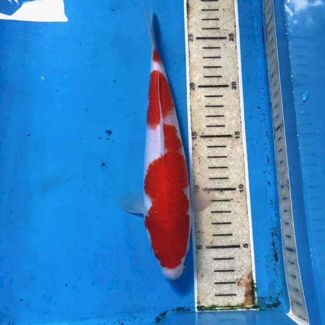 Kohaku, 24 cm