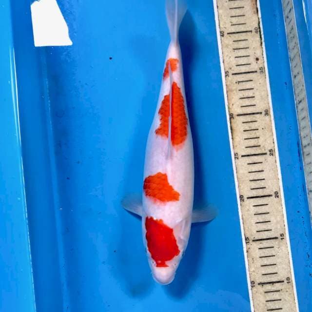 Kohaku, 33 cm