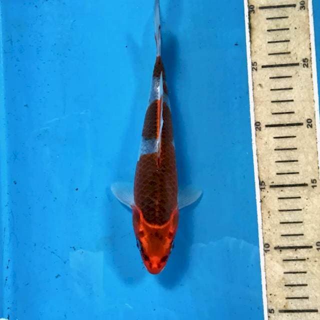 Goshiki, 22 cm