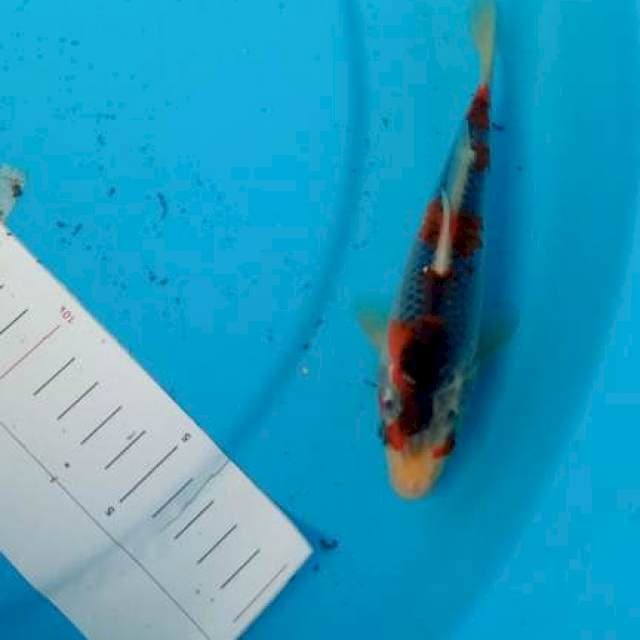 Goshiki 17cm