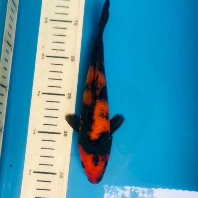 Hi utsuri HQ, 22cm
