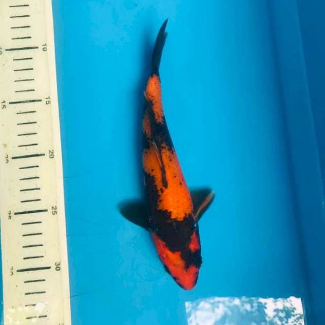 Hi utsuri HQ, 23cm