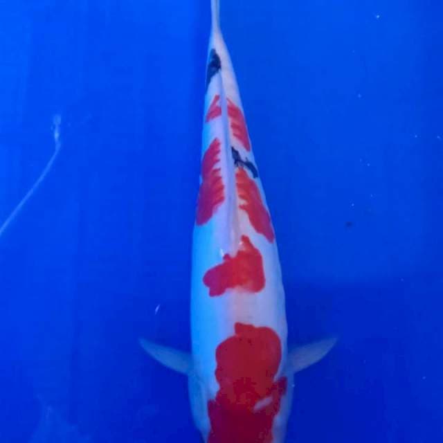 Sanke Doitsu Red Strong, 30cm