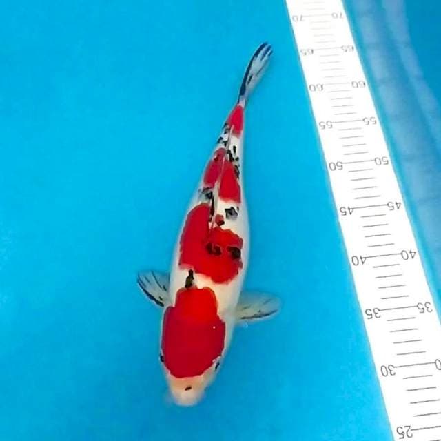 SANKE MERAH 4 STEPS, 35bu