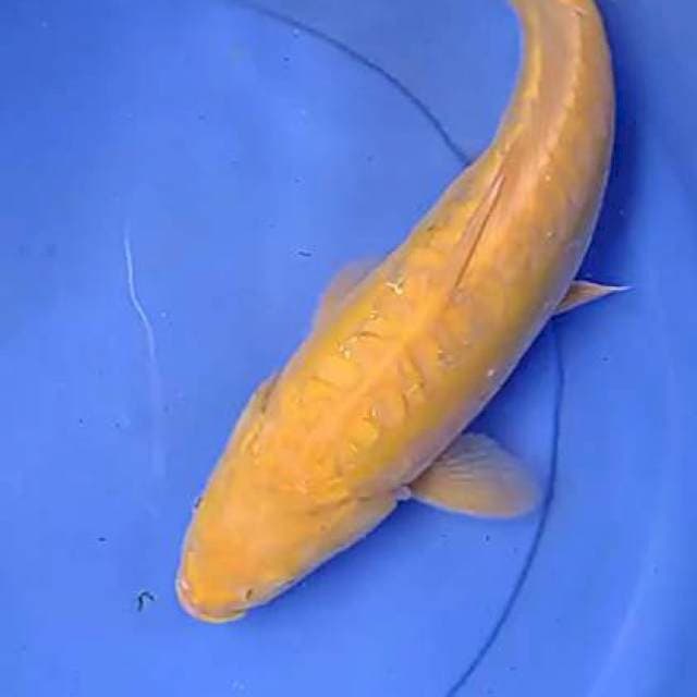 Jumbo 40 cm
