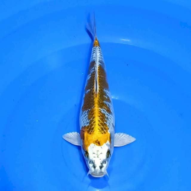 Kujaku 22cm