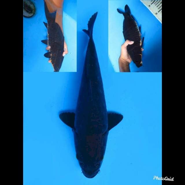 32cm Male , Karasugoi