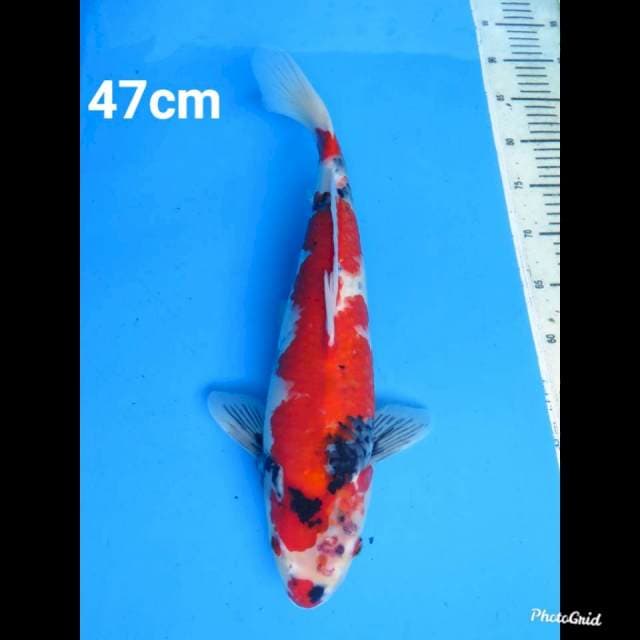 47cm Male , Showa Jumbo