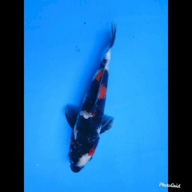 29cm Male , Show Jet Black