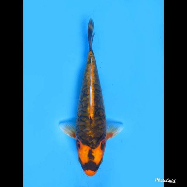 24cm Male , Kabuto