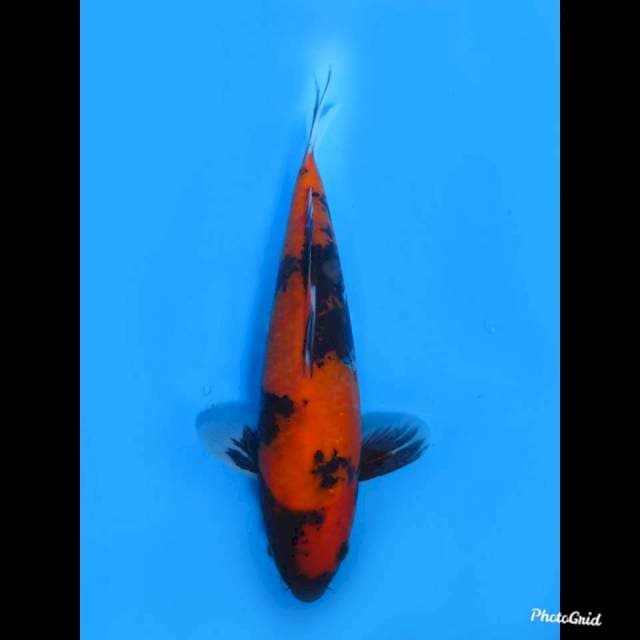 24cm Male , Hi Showa