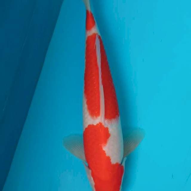 Kohaku