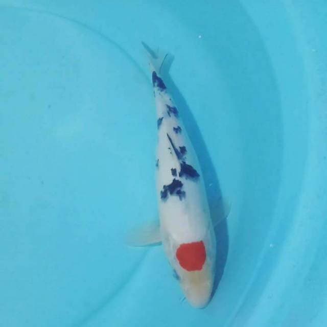 Tacho Sanke ORI, 31cm, female