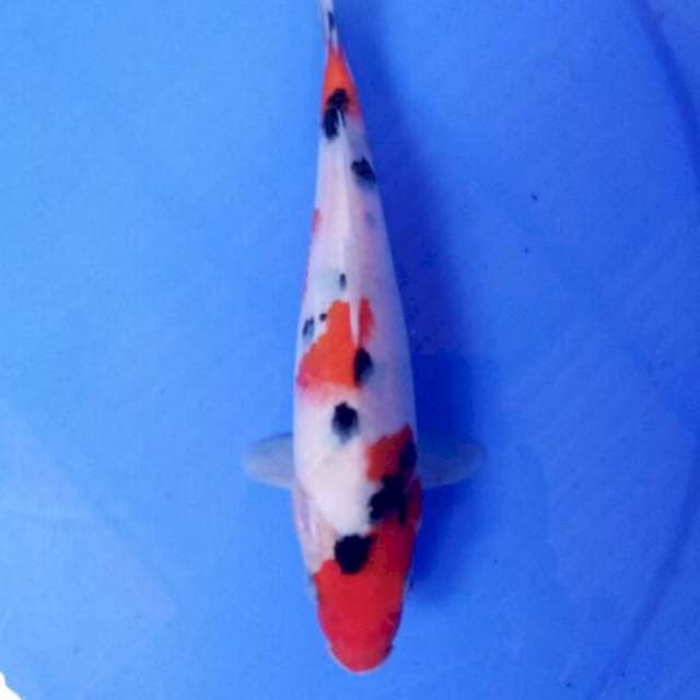 Sanke 21 cm
