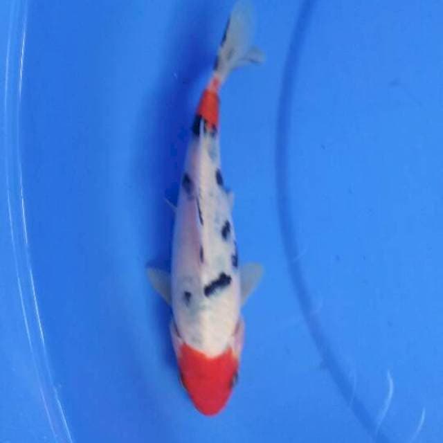 Sanke 18 cm