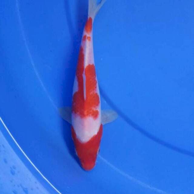 Kohaku 19 cm