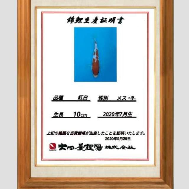 Kohaku dainichi 20bu super sq