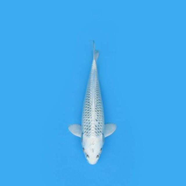 BKS ( PLATINUM 30 CM )