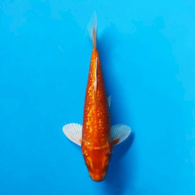ORENJI OGON GINRIN