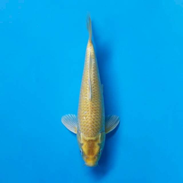 MUKASHI OGON