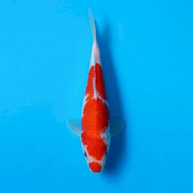 KOHAKU