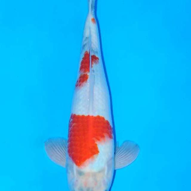 Showa Tategoi 33cm Male
