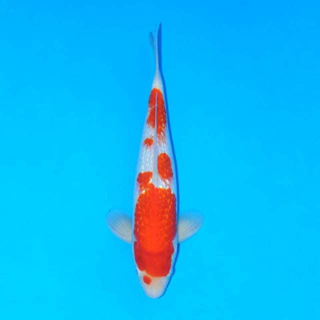Ginrin kohaku
