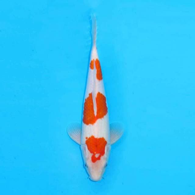 Kohaku