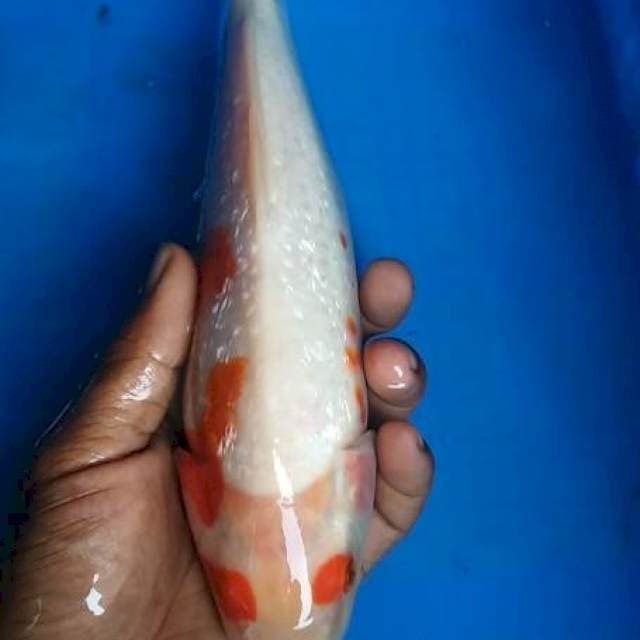 Kohaku ginrin kacamata