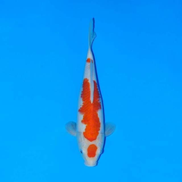 Maruten kohaku