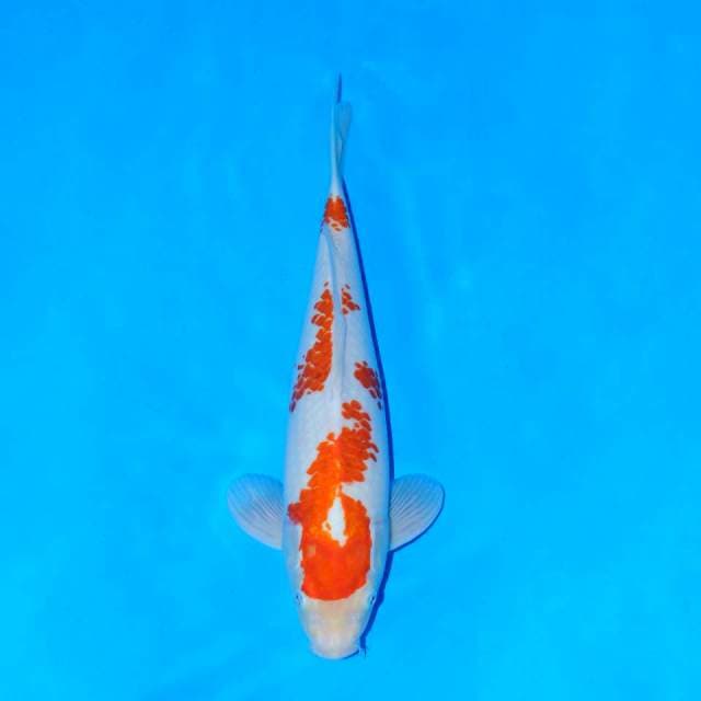 Kohaku