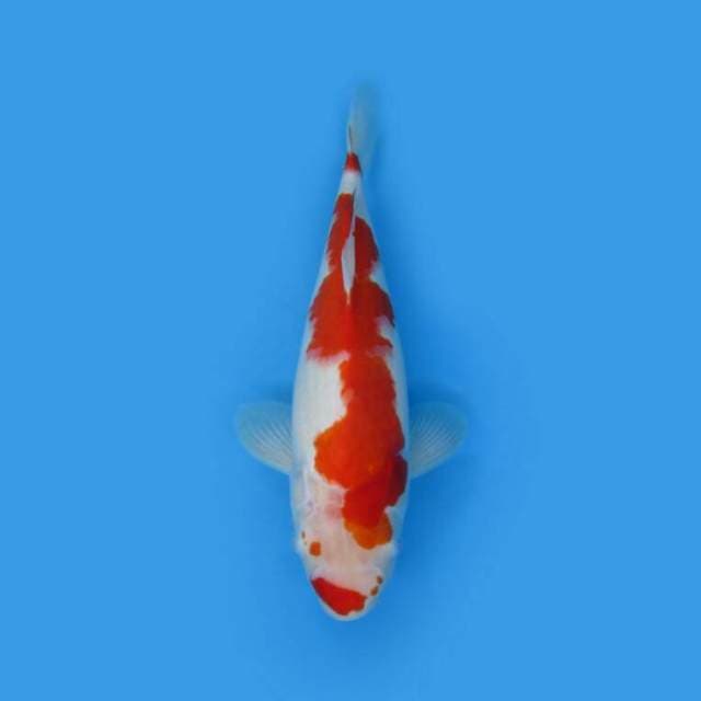 BKS ( KOHAKU 33 CM )