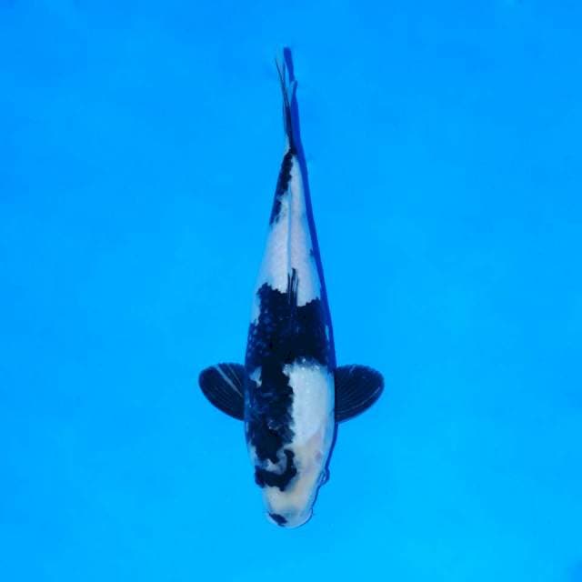 Shiro Utsuri Hitam Pekat