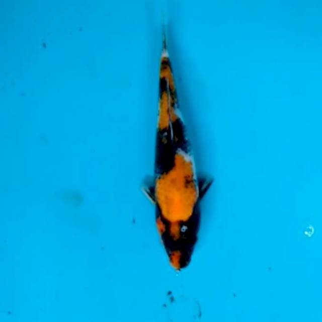 Showa 20cm
